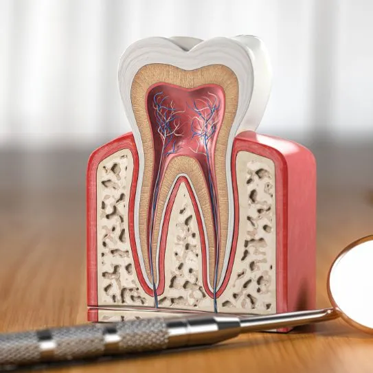 Your Ultimate Guide to Root Canal Treatment: What to Expect Before, During & After