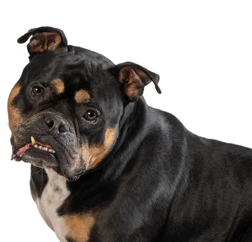 Beefcake the dog